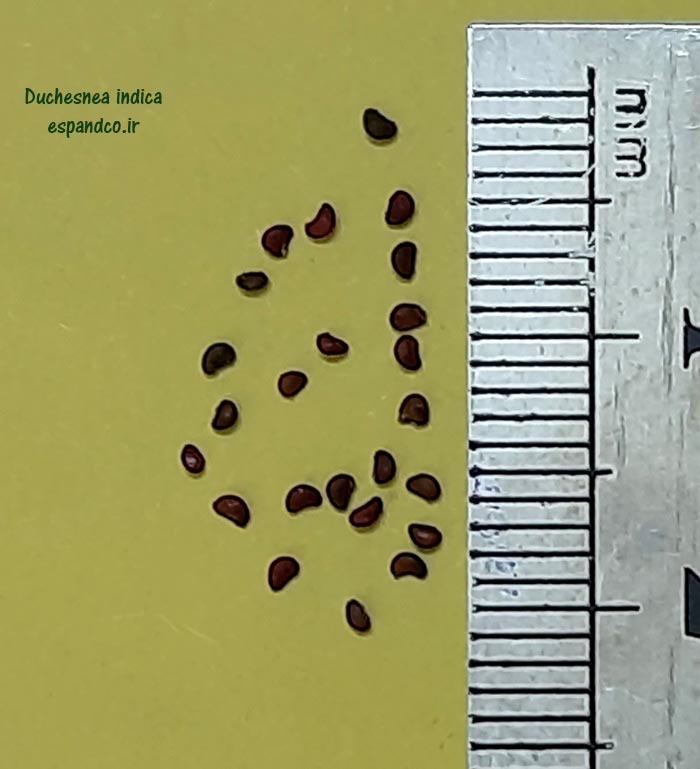  Duchesnea indica seeds 